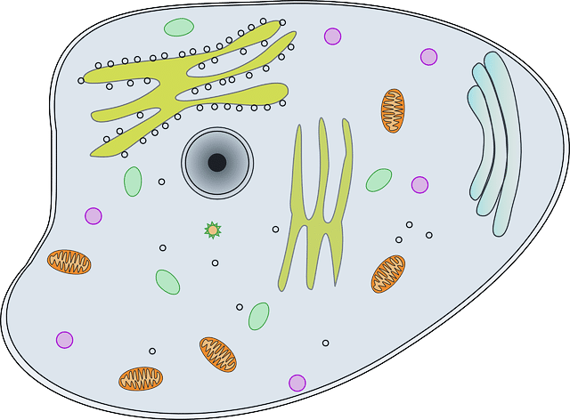 parts of a plant cell